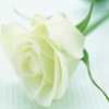 Hospital and Senior Visitations 